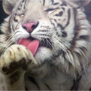 Meet your Posher, Natasha